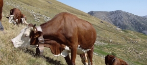 VACHE