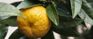 chinotto dans son feuillage