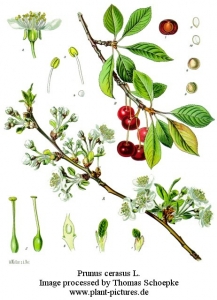 prunus cerasus cerise amarena