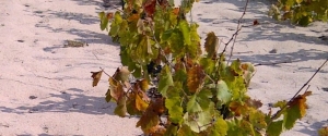 vignes dans le sable