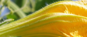 fleur de courgette