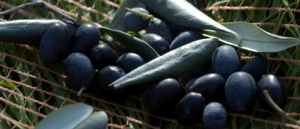 olives en filtes