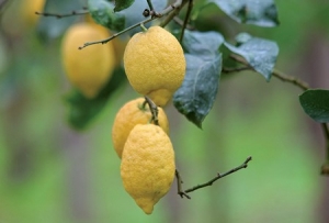 citrons-allonges