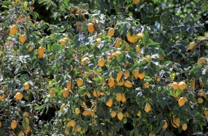 limoni-di-sorrento