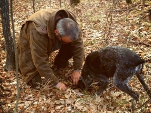 chasse-au-chien