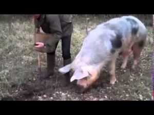 chasse-au-cochon