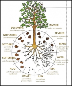 naissance-de-la-truffe