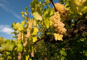 trebbiano