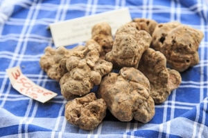 Closeup of white truffles