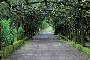 citron de Sorrento