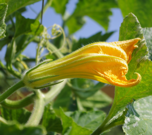 Fleur de courgette trompette La Baita