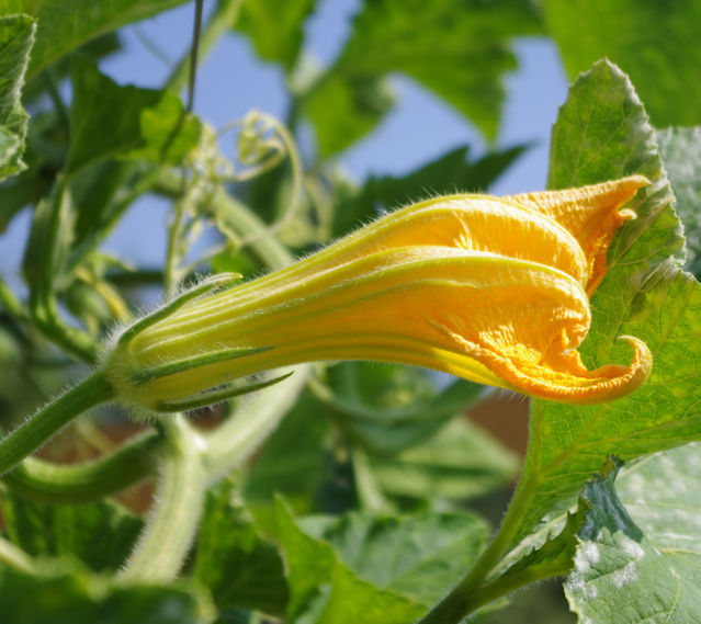 Une courgette trompette au petit goût de noisette ? Découvrez la ...