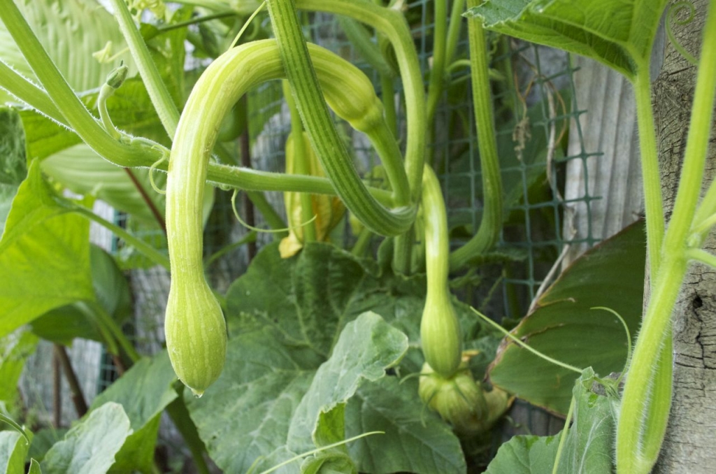 Une courgette trompette au petit goût de noisette ? Découvrez la ...
