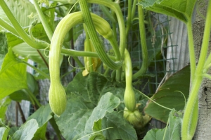 Trombetta zucchina