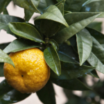 typical italian chinotto of liguria savone