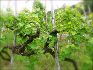 vigne-glera-prosecco