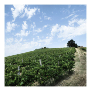 Vigne lambrusco le vin le plus connu d'Italie