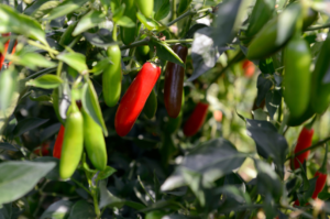 Culture de piment calabrais