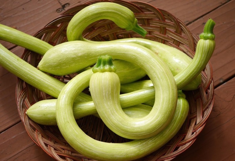 Courgette_trompette