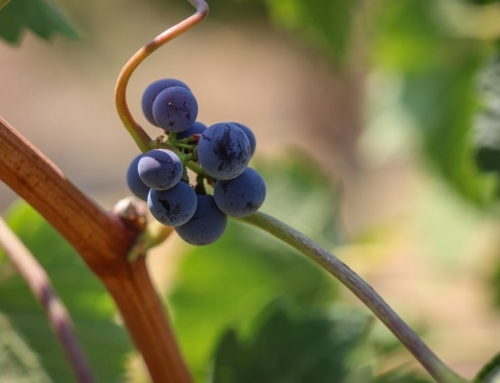 Vins bio, biodynamiques et naturels