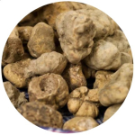 Truffe blanche d'Alba
